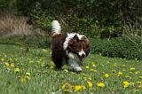 BORDER COLLIE 901